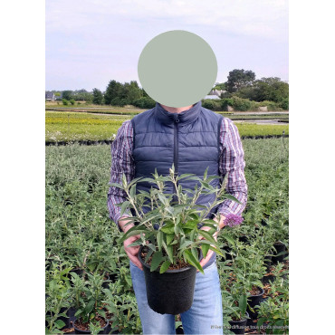 BUDDLEIA davidii BLACK KNIGHT En pot de 4-5 litres buisson hauteur 040-060 cm