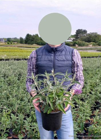 BUDDLEIA davidii BLACK KNIGHT En pot de 4-5 litres buisson hauteur 040-060 cm BUDDLEIA davidii BLACK KNIGHT En pot de 4-5 litres buisson hauteur 040-060 cm