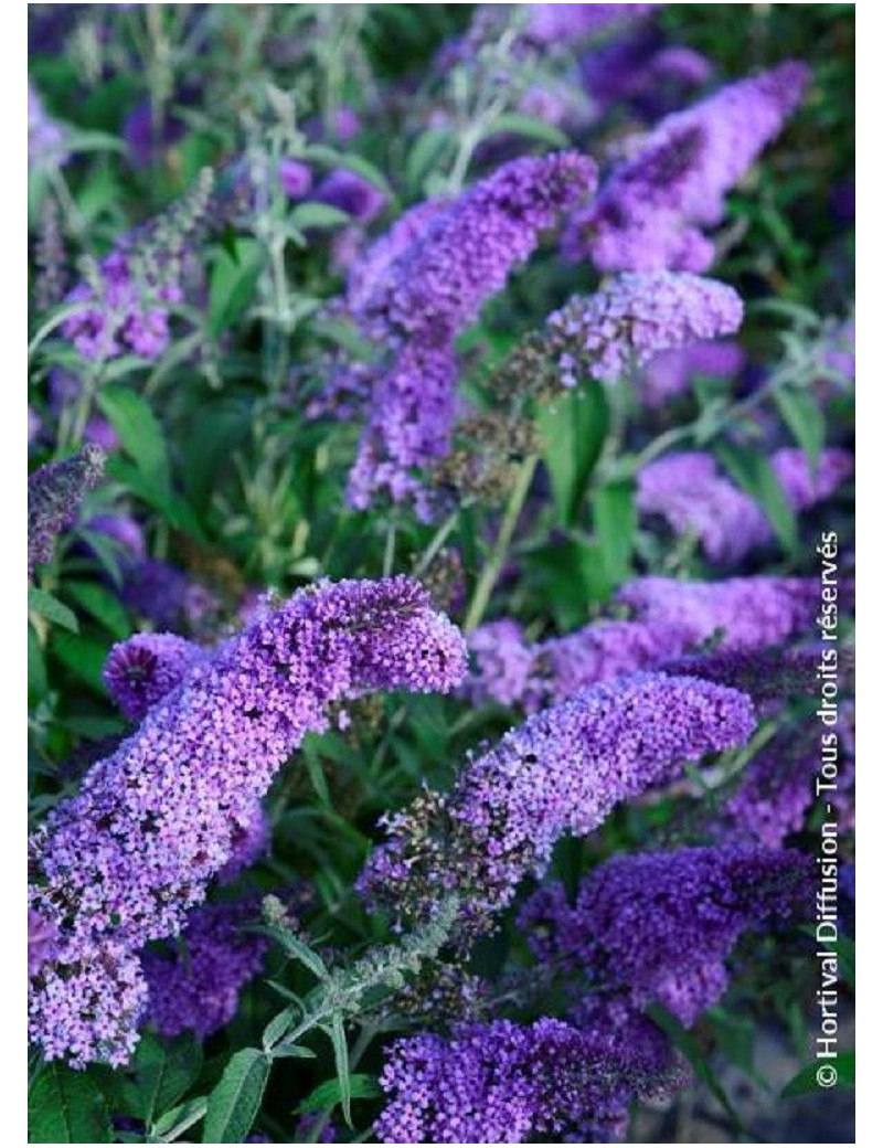 BUDDLEJA davidii RÊVE DE PAPILLON LAVENDER BUDDLEJA davidii RÊVE DE PAPILLON LAVENDER