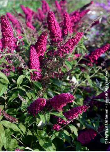 BUDDLEJA davidii RÊVE DE PAPILLON RED BUDDLEJA davidii RÊVE DE PAPILLON RED