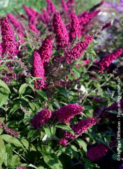 BUDDLEJA davidii RÊVE DE PAPILLON RED