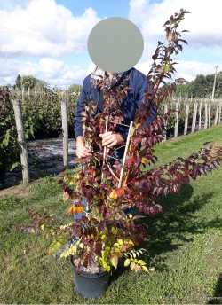 CAMPSIS En pot de 10-12 litres