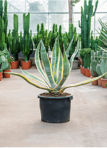 AGAVE americana VARIEGATA En pot de 25-30 litres