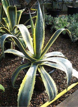AGAVE americana VARIEGATA