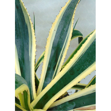 AGAVE americana VARIEGATA