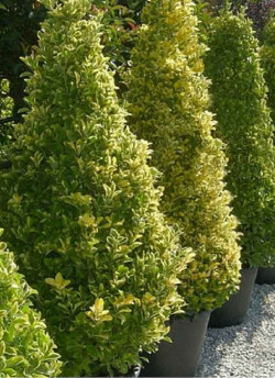 EUONYMUS japonicus AUREOMARGINATUS En pot forme conique