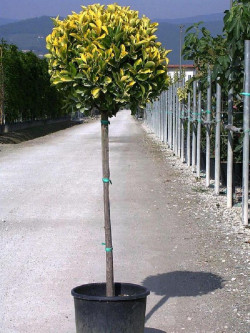 EUONYMUS japonicus AUREOMARGINATUS En pot forme tige hauteur du tronc 090-110 cm