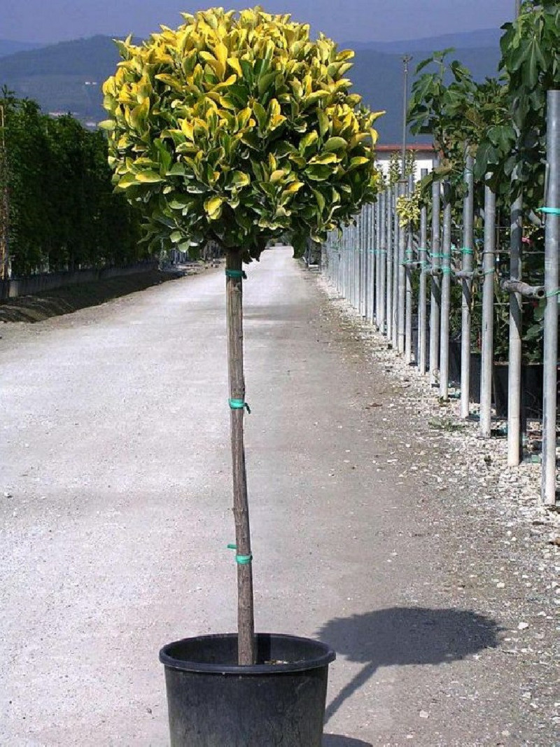 EUONYMUS japonicus AUREOMARGINATUS En pot forme tige hauteur du tronc 090-110 cm