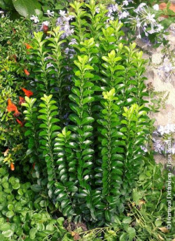 fusain-du-japon-benkomoki-euonymus-japonicus-benkomoki.jpg