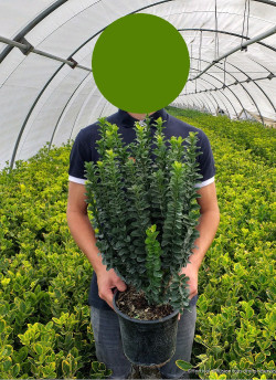 fusain-du-japon-benkomoki-euonymus-japonicus-benkomoki-1.jpg
