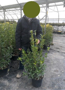 EUONYMUS japonicus GREEN MILLENIUM  En pot de 10-12 litres