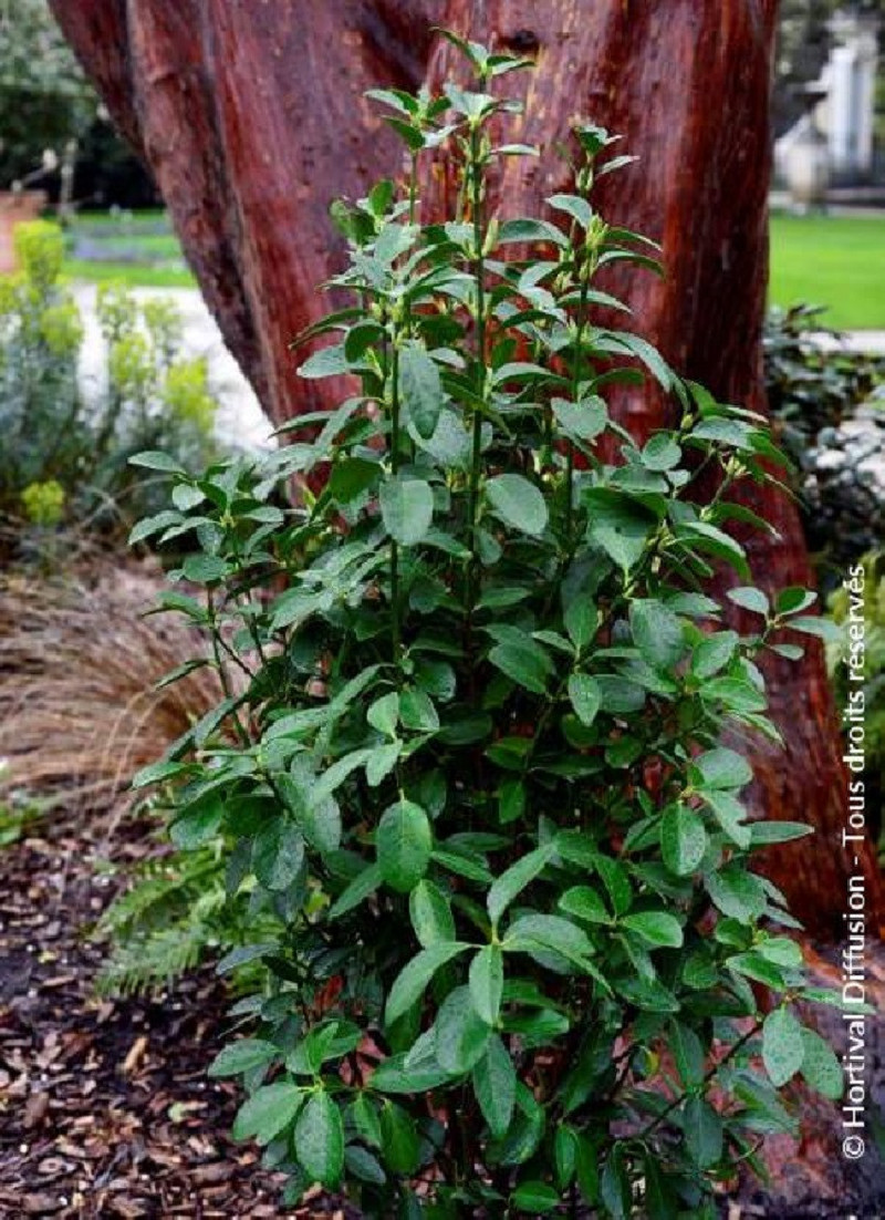 EUONYMUS japonicus GREEN MILLENIUM