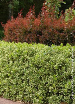 fusain-du-japon-president-gauthier-euonymus-japonicus-president-gauthier-1.jpg