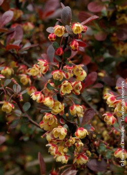 BERBERIS thunbergii ATROPURPUREA