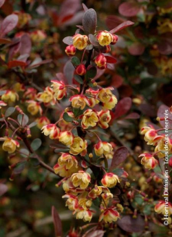 BERBERIS thunbergii ATROPURPUREA