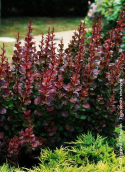 epine-vinette-de-thunberg-pourpre-berberis-thunbergii-atropurpurea-2.jpg