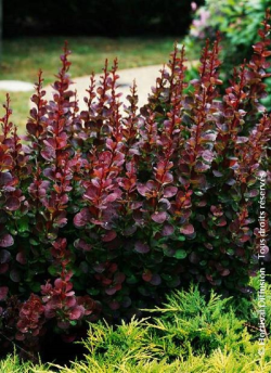 epine-vinette-de-thunberg-pourpre-berberis-thunbergii-atropurpurea-2.jpg