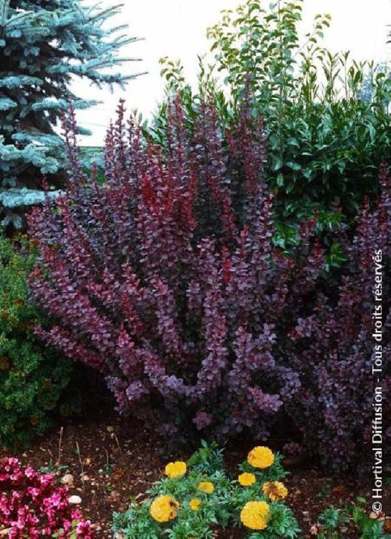 BERBERIS thunbergii ATROPURPUREA