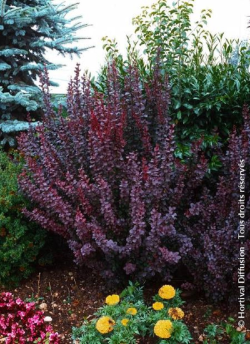 epine-vinette-de-thunberg-pourpre-berberis-thunbergii-atropurpurea.jpg