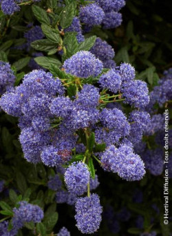 ceanothe-concha-ceanothus-concha.jpg