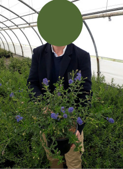 ceanothe-concha-ceanothus-concha-2.jpg