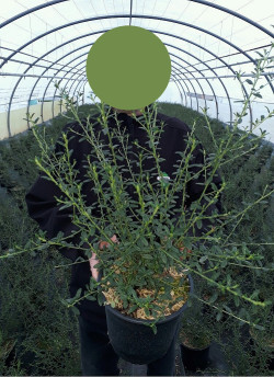 ceanothe-concha-ceanothus-concha-3.jpg