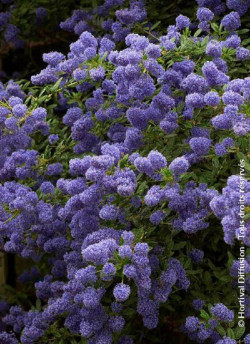 ceanothe-concha-ceanothus-concha-1.jpg