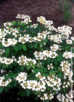 VIBURNUM plicatum WATANABE