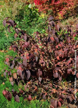 viorne-de-chine-mariesii-great-star-viburnum-plicatum-mariesii-great-star-4.jpg