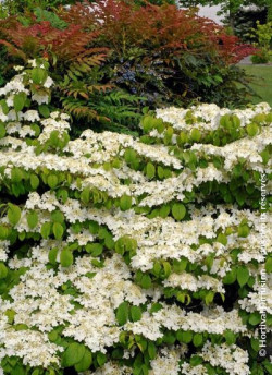 viorne-de-chine-mariesii-great-star-viburnum-plicatum-mariesii-great-star-1.jpg