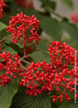 viorne-de-chine-mariesii-great-star-viburnum-plicatum-mariesii-great-star-2.jpg