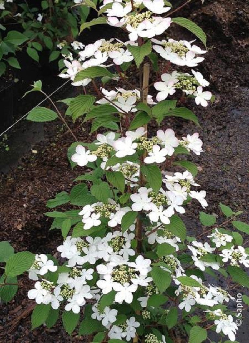 VIBURNUM plicatum tomentosum KILIMANDJARO®