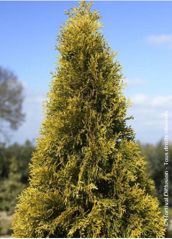 THUJA occidentalis GOLDEN SMARAGD