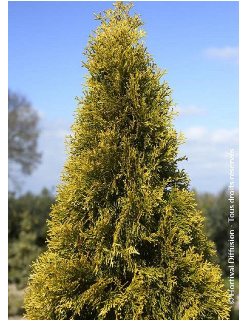 THUJA occidentalis GOLDEN SMARAGD