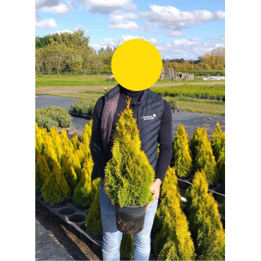 THUJA occidentalis GOLDEN SMARAGD En pot de 4-5 litres