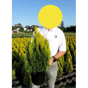 THUJA occidentalis GOLDEN SMARAGD En pot de 10-12 litres