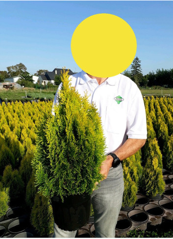 THUJA occidentalis GOLDEN SMARAGD En pot de 10-12 litres