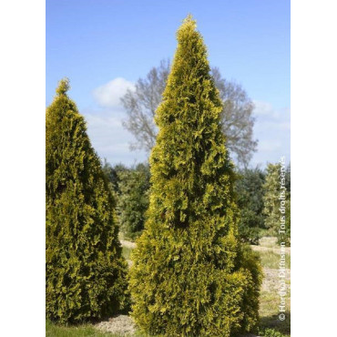 THUJA occidentalis GOLDEN SMARAGD