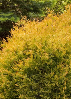 thuya-occidental-rheingold-thuja-occidentalis-rheingold.jpg