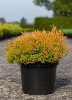 thuya-occidental-rheingold-thuja-occidentalis-rheingold-1.jpg