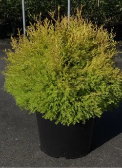thuya-occidental-rheingold-thuja-occidentalis-rheingold-2.jpg