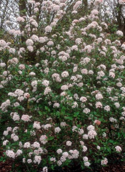 viorne-de-burkwood-mohawk-viburnum-burkwoodii-mohawk-1.jpg