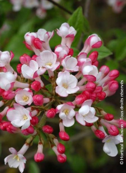 viorne-de-burkwood-mohawk-viburnum-burkwoodii-mohawk.jpg