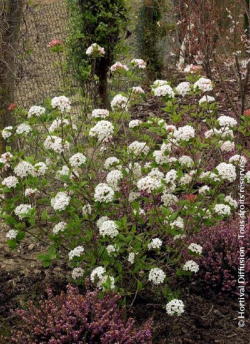 viorne-de-burkwood-mohawk-viburnum-burkwoodii-mohawk-3.jpg