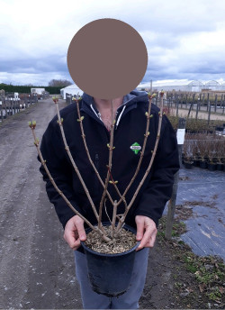 VIBURNUM opulus ROSEUM En pot de 4-5 litres