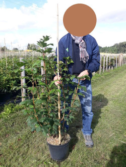 VIBURNUM opulus ROSEUM En pot de 7-10 litres