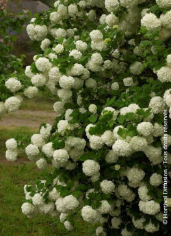 VIBURNUM opulus ROSEUM