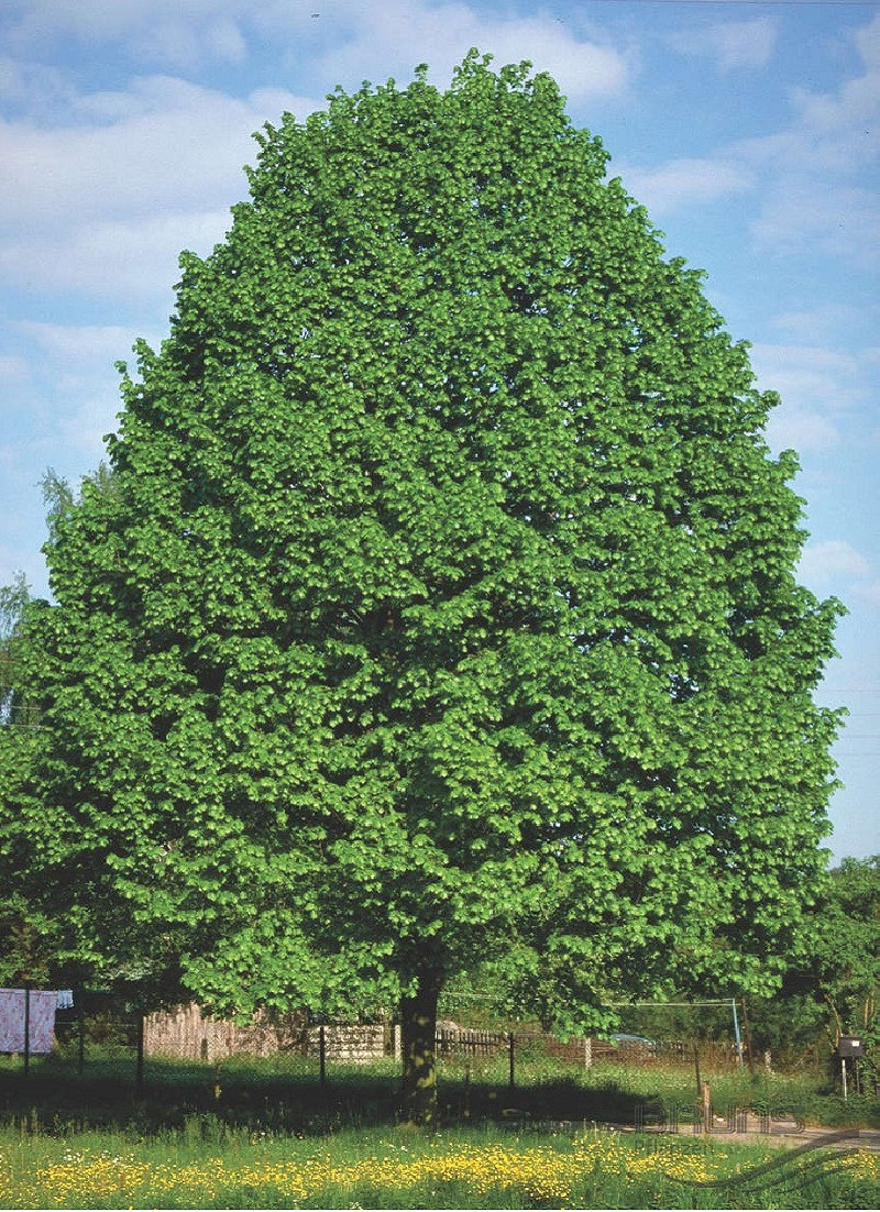 TILIA cordata