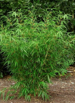 bambou-non-tracant-fargesia-rufa-1.jpg
