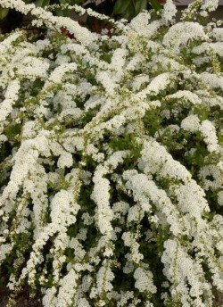 SPIRAEA arguta